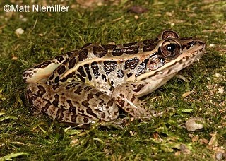 Tennessee's Watchable Wildlife