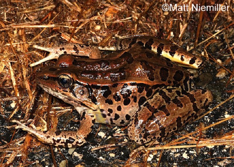 Tennessee Watchable Wildlife Pickerel Frog