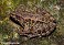Tennessee's Watchable Wildlife