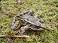 Tennessee's Watchable Wildlife