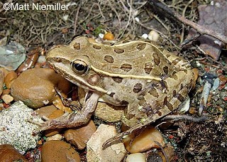 Tennessee's Watchable Wildlife