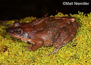 Tennessee's Watchable Wildlife