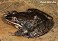 Tennessee's Watchable Wildlife