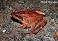 Tennessee's Watchable Wildlife
