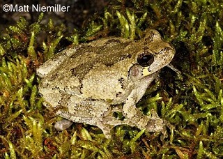 Tennessee's Watchable Wildlife