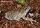 Tennessee's Watchable Wildlife