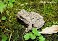 Tennessee's Watchable Wildlife