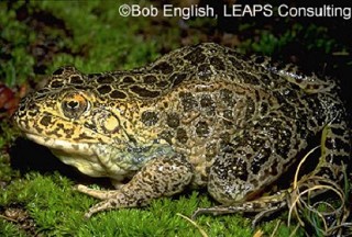 Tennessee's Watchable Wildlife