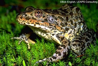 Tennessee's Watchable Wildlife