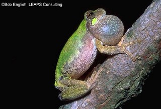 Tennessee's Watchable Wildlife