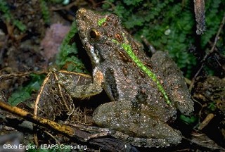 Tennessee's Watchable Wildlife