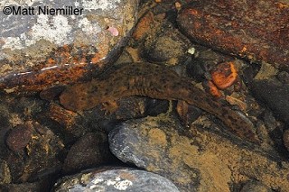 Tennessee's Watchable Wildlife