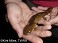Tennessee's Watchable Wildlife