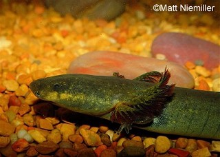 Tennessee's Watchable Wildlife
