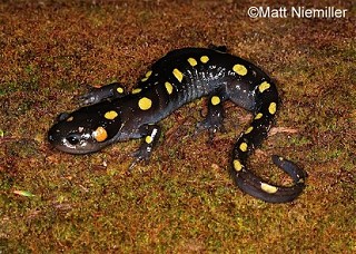 Tennessee's Watchable Wildlife