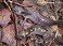 Tennessee's Watchable Wildlife