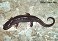 Tennessee's Watchable Wildlife