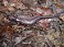 Tennessee's Watchable Wildlife