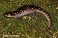 Tennessee's Watchable Wildlife