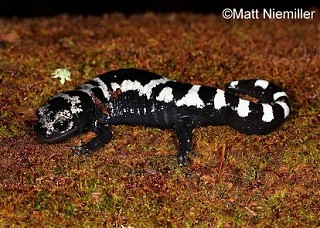 Tennessee's Watchable Wildlife