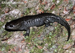 Tennessee's Watchable Wildlife