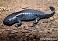 Tennessee's Watchable Wildlife