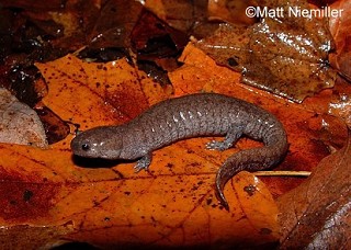 Tennessee's Watchable Wildlife