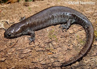 Tennessee's Watchable Wildlife