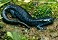 Tennessee's Watchable Wildlife