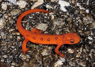 Tennessee's Watchable Wildlife