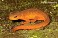 Tennessee's Watchable Wildlife