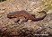 Tennessee's Watchable Wildlife