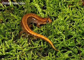 Tennessee's Watchable Wildlife