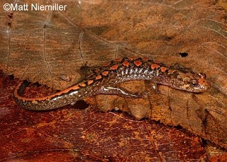 Tennessee's Watchable Wildlife
