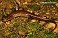 Tennessee's Watchable Wildlife