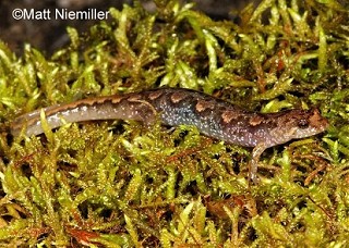 Tennessee's Watchable Wildlife
