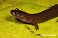 Tennessee's Watchable Wildlife