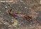 Tennessee's Watchable Wildlife