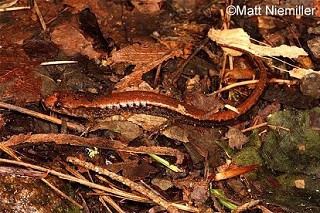 Tennessee's Watchable Wildlife