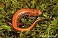 Tennessee's Watchable Wildlife
