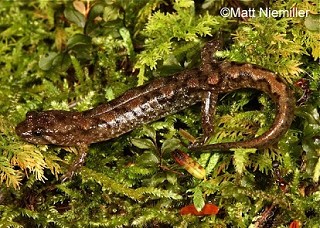 Tennessee's Watchable Wildlife