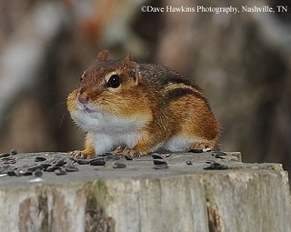 Tennessee's Watchable Wildlife