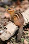 Tennessee's Watchable Wildlife