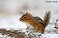 Tennessee's Watchable Wildlife