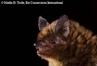 Tennessee's Watchable Wildlife