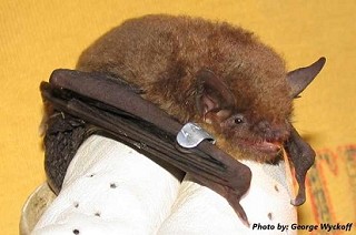 Tennessee's Watchable Wildlife
