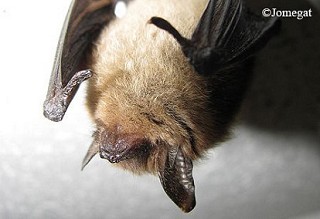 Tennessee's Watchable Wildlife