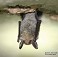 Tennessee's Watchable Wildlife