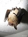 Tennessee's Watchable Wildlife