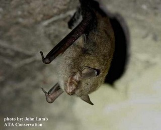 Tennessee's Watchable Wildlife